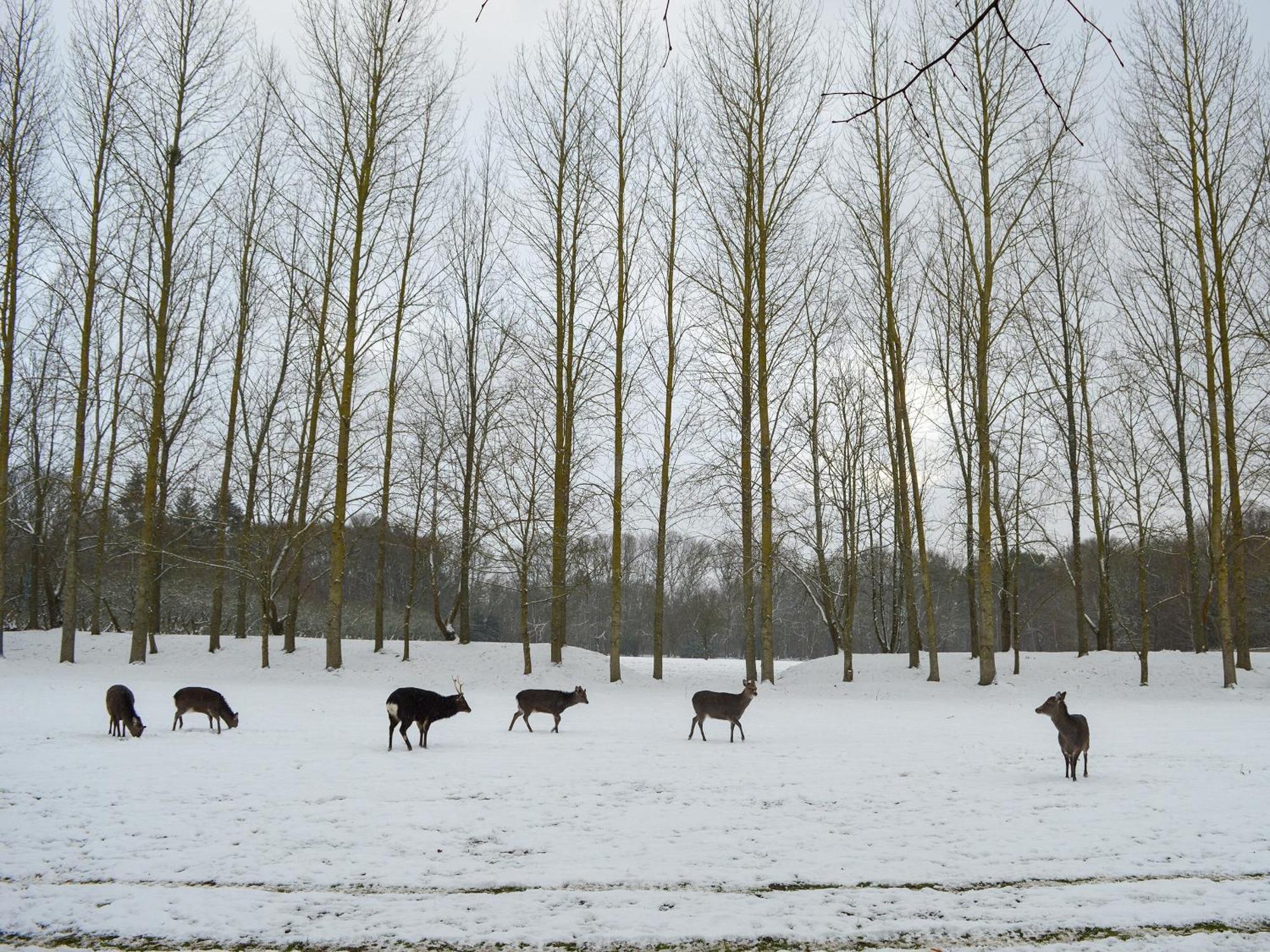 Deer 1 Uk39330 Holiday home