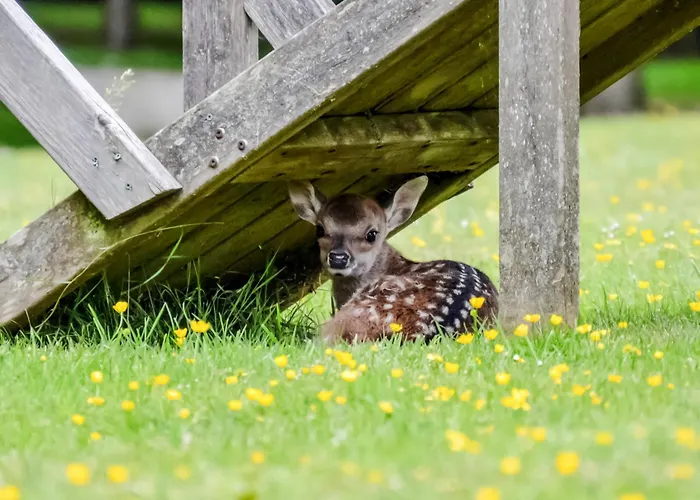 Deer Cottage 1 Uk39330