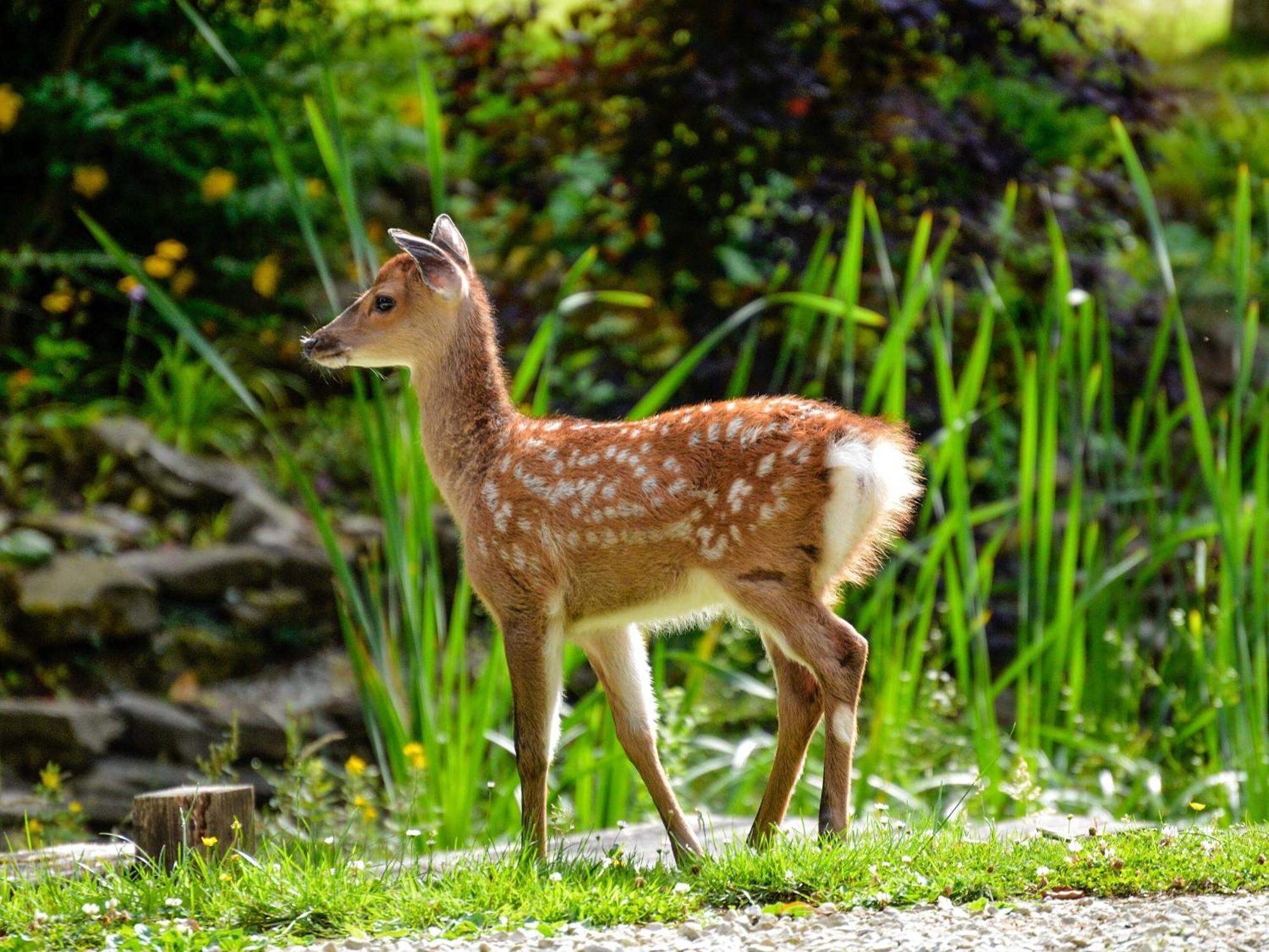 Holiday home Deer 1 Uk39330 *