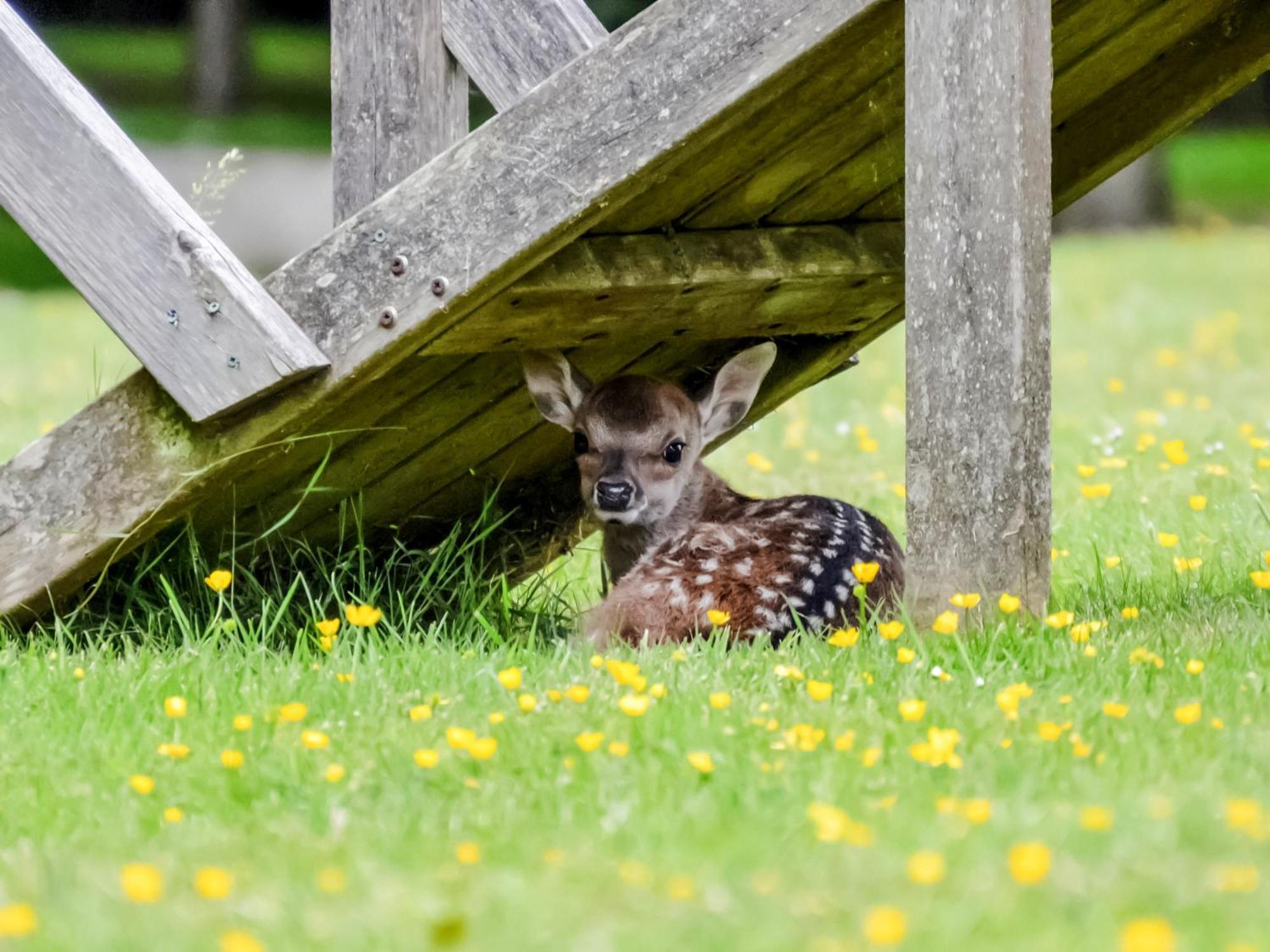 Deer 1 Uk39330